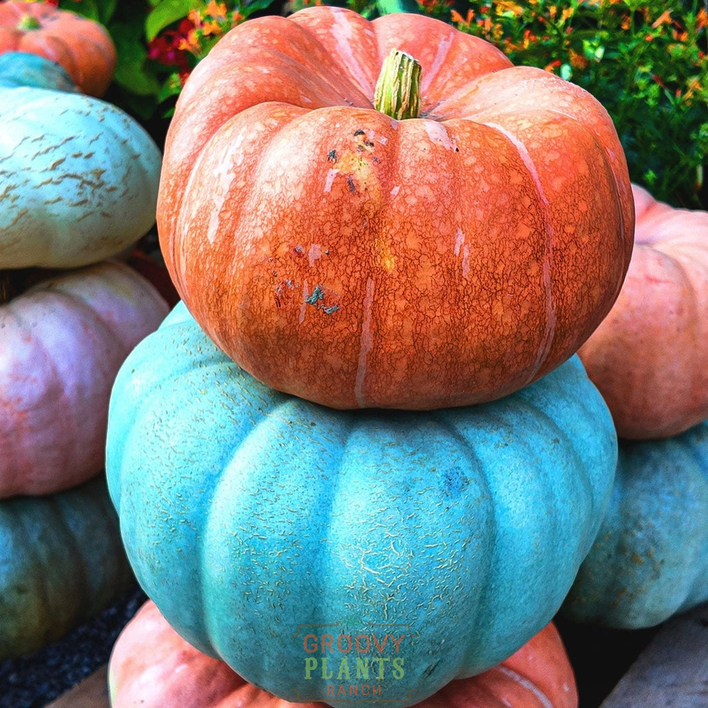Field of Funky Pumpkins!