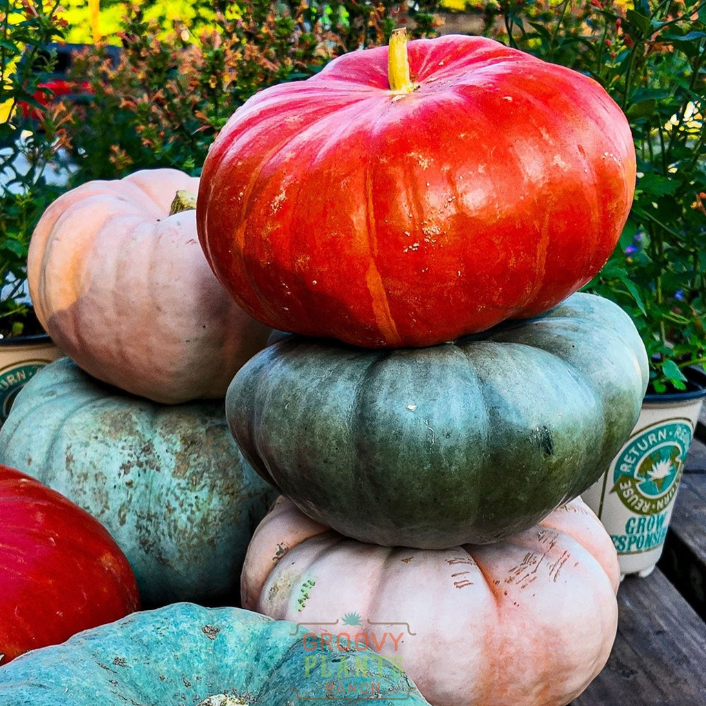 Field of Funky Pumpkins!