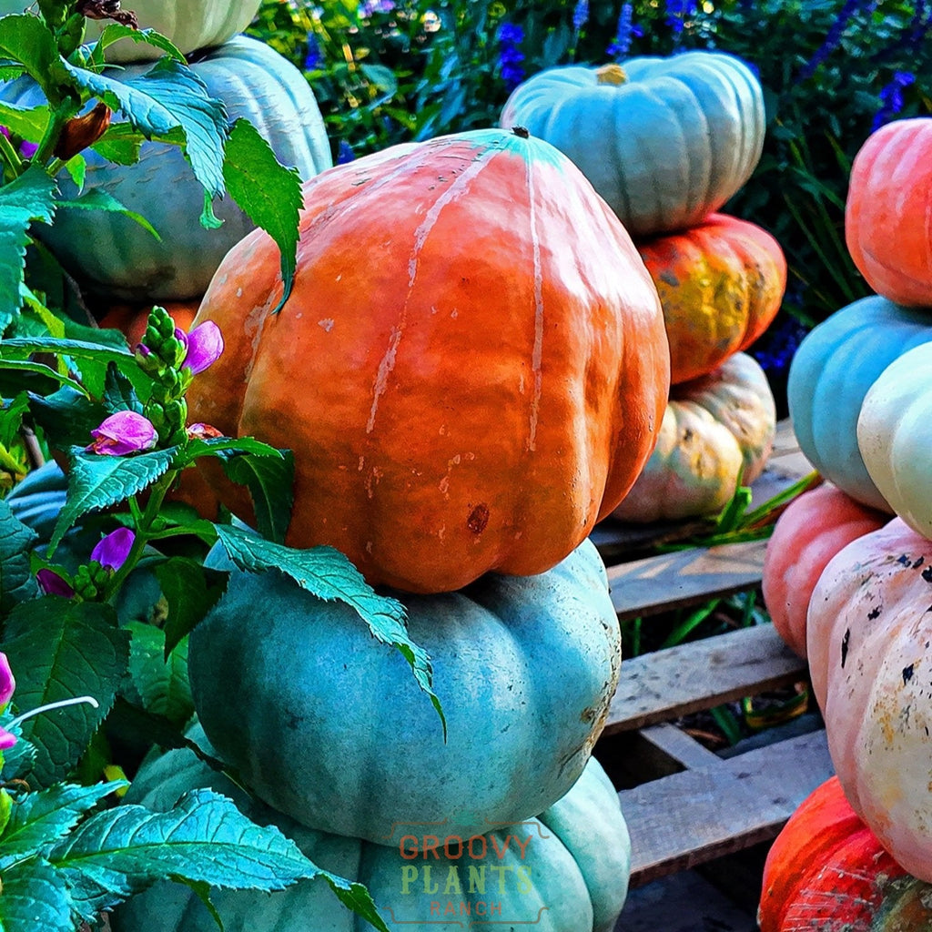 Funky Pumpkin - Stack of 3