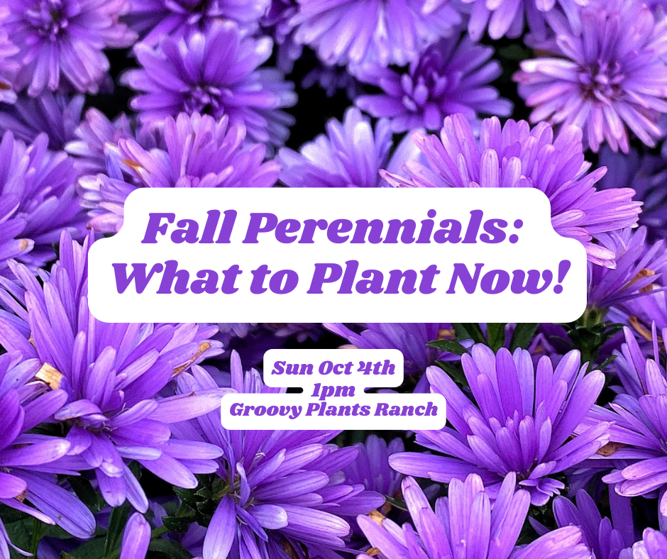 Fall Perennials:What to Plant Now! Class l Oct 4th 1pm