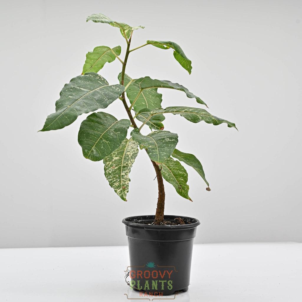 Clown Fig | Ficus Aspera