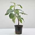 Clown Fig | Ficus Aspera