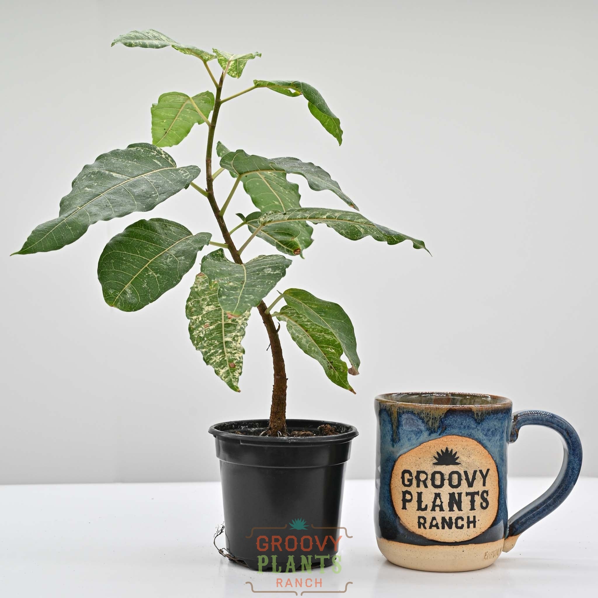Clown Fig | Ficus Aspera