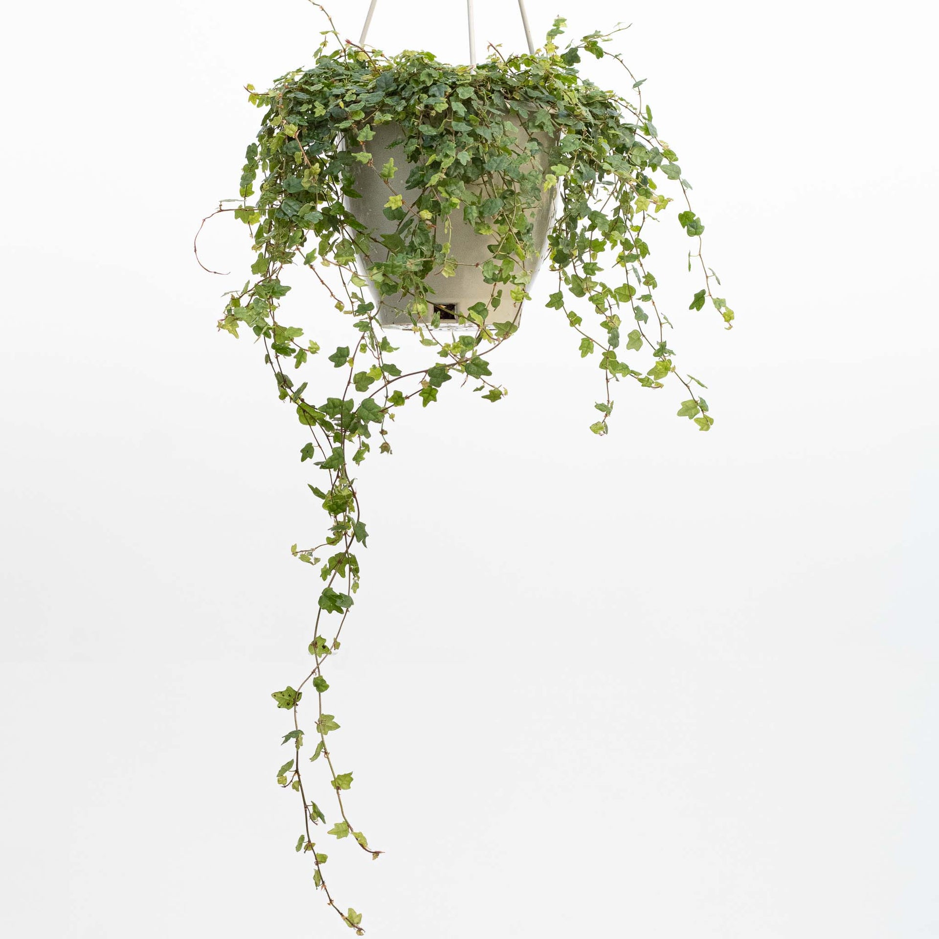 String of Frogs Hanging Basket | Ficus Quercifolia