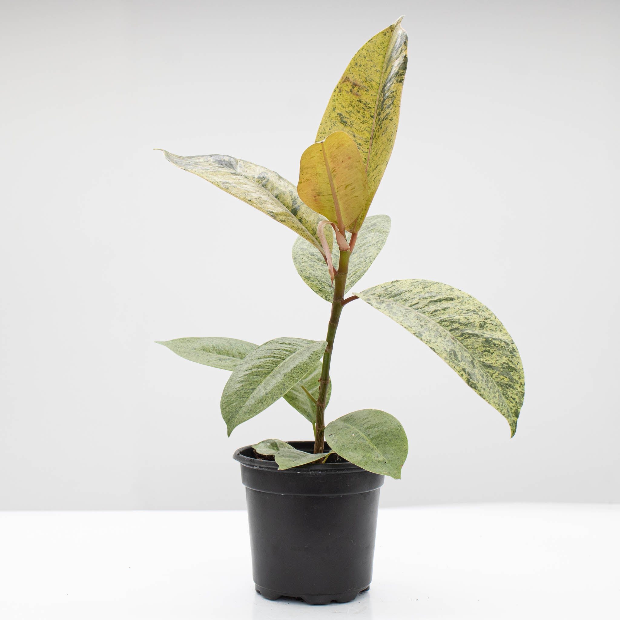 Rubber Tree | Ficus 'Shivereana'