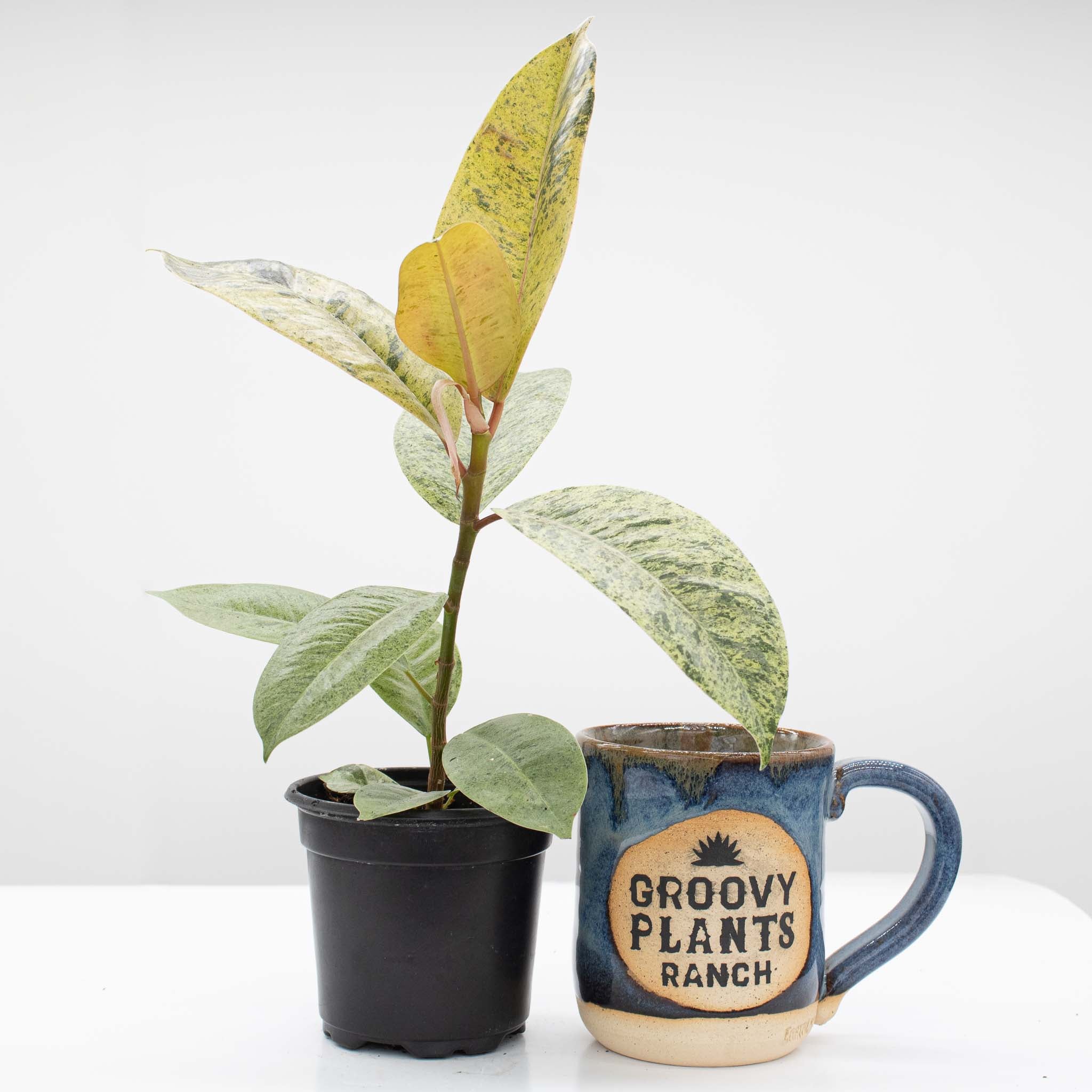 Rubber Tree | Ficus 'Shivereana'