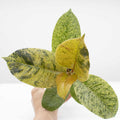 Rubber Tree | Ficus 'Shivereana'