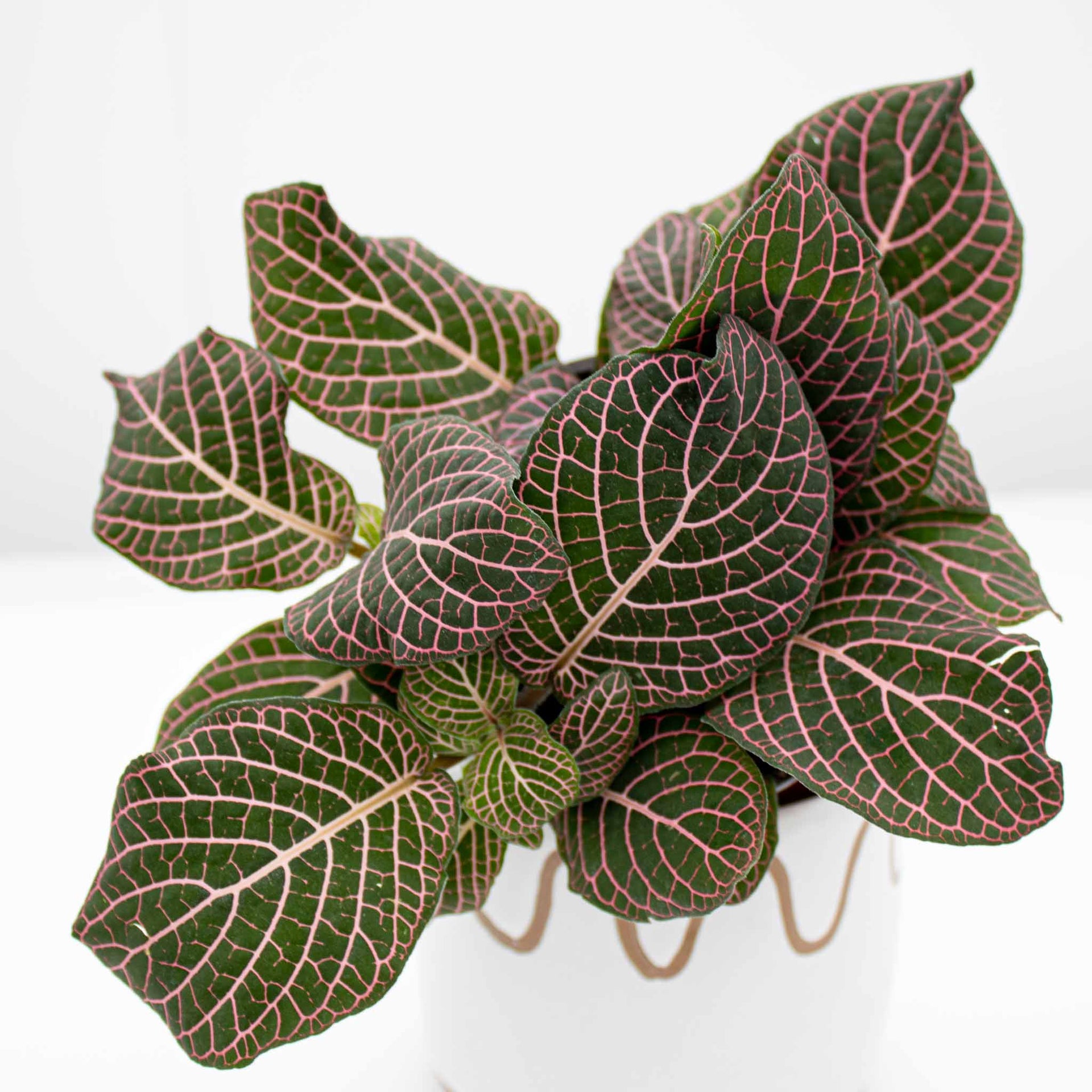 nerve plant seeds Nerve Plant