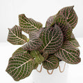 Nerve Plant | Fittonia albivenis 'pink'