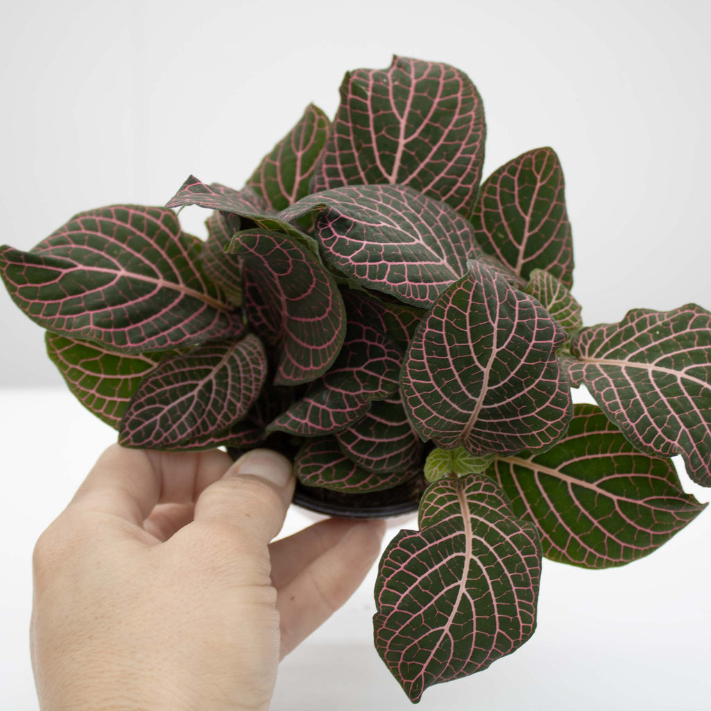 Nerve Plant | Fittonia albivenis 'pink'