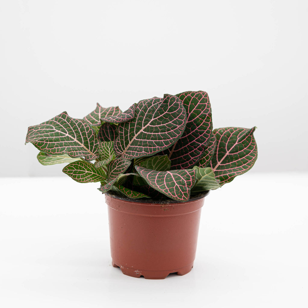 Nerve Plant | Fittonia albivenis 'pink'