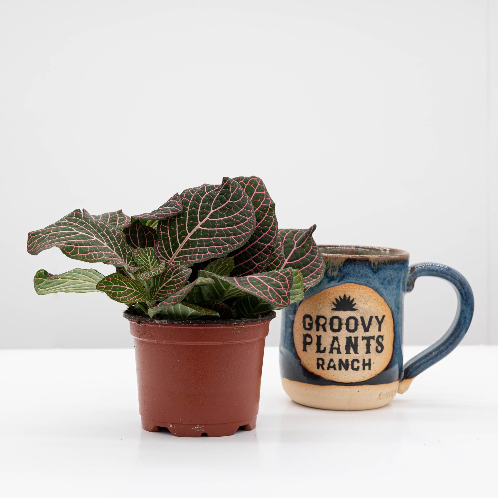 nerve plant pot size Nerve Plant