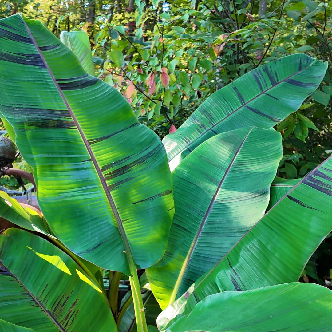'Ever Red' Winter Hardy Banana