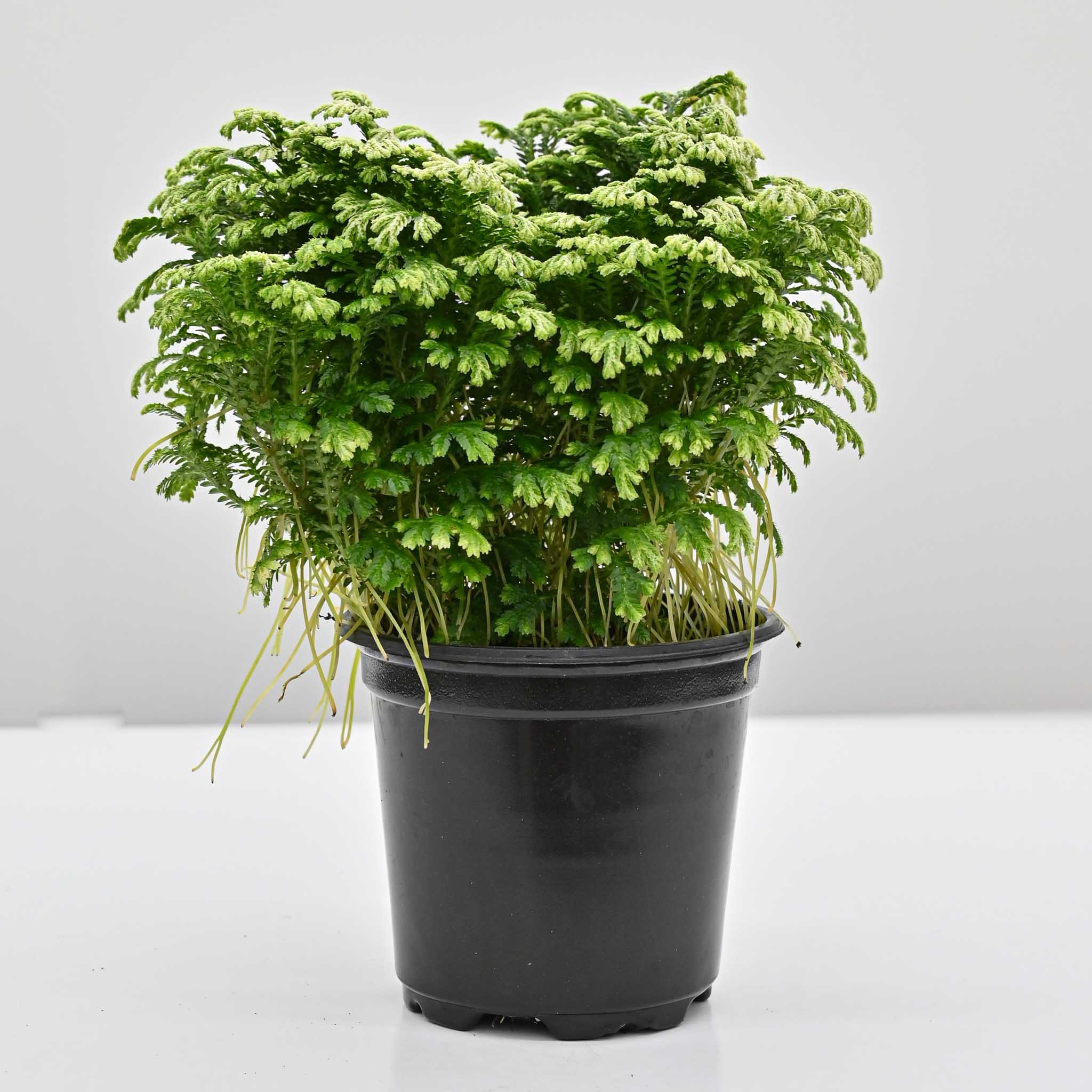 Frosty Fern |  Selaginella kraussiana 'Variegatus'