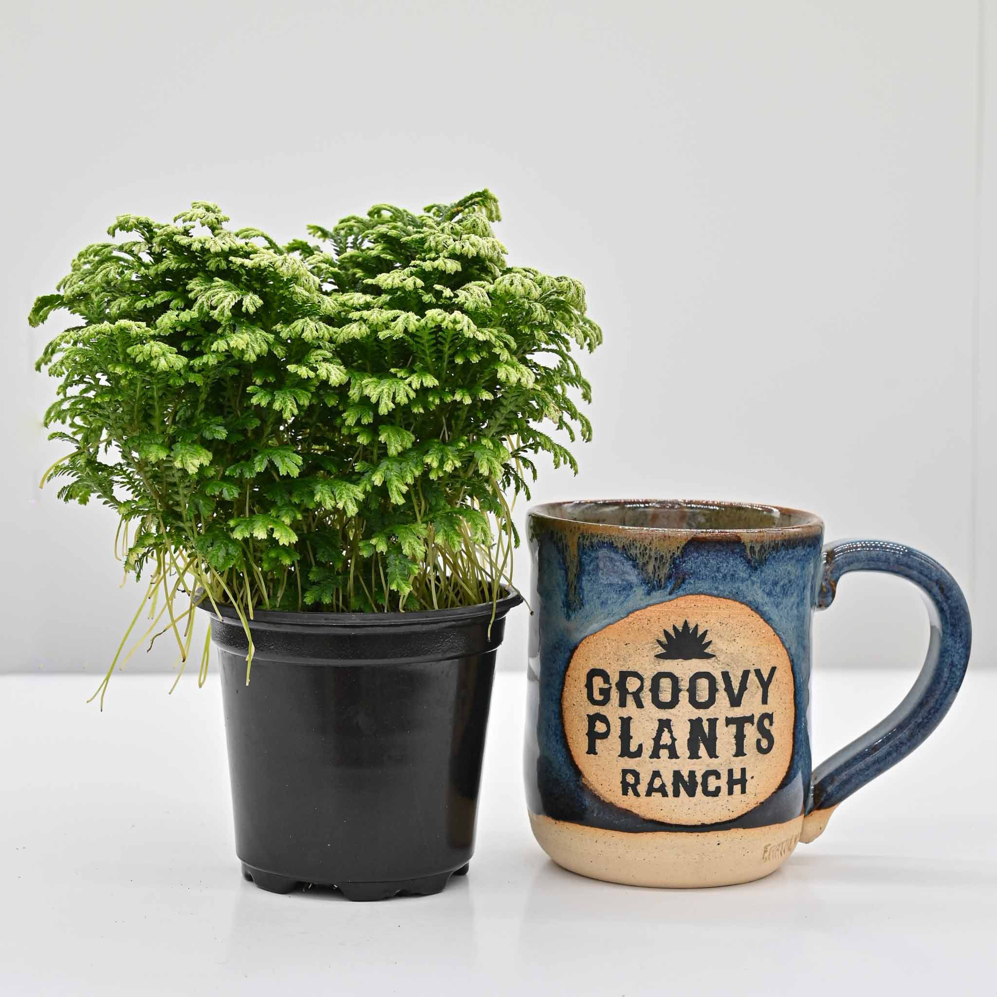 Frosty Fern |  Selaginella kraussiana 'Variegatus'