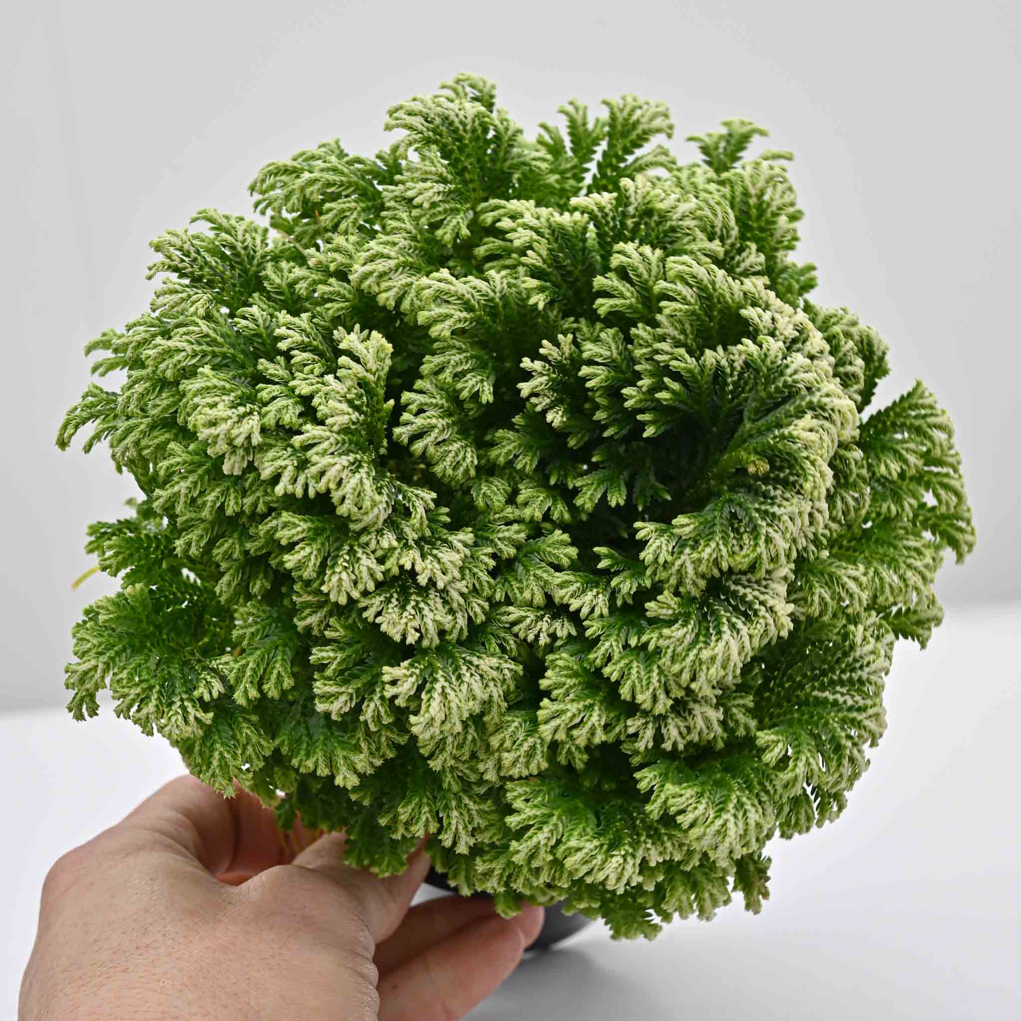 Frosty Fern |  Selaginella kraussiana 'Variegatus'