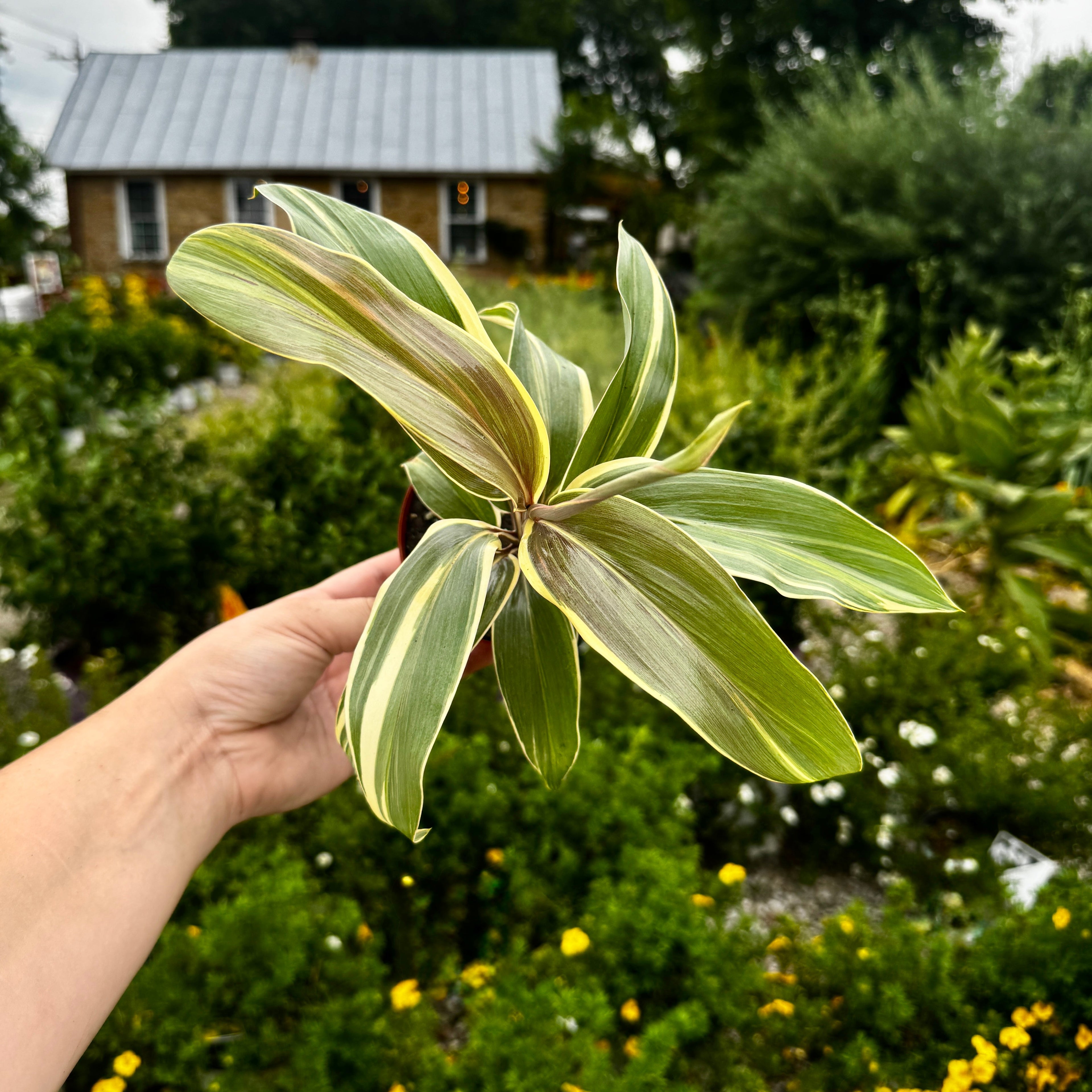 Ti Plant | Cordyline fruticosa 'Miss Andrea'
