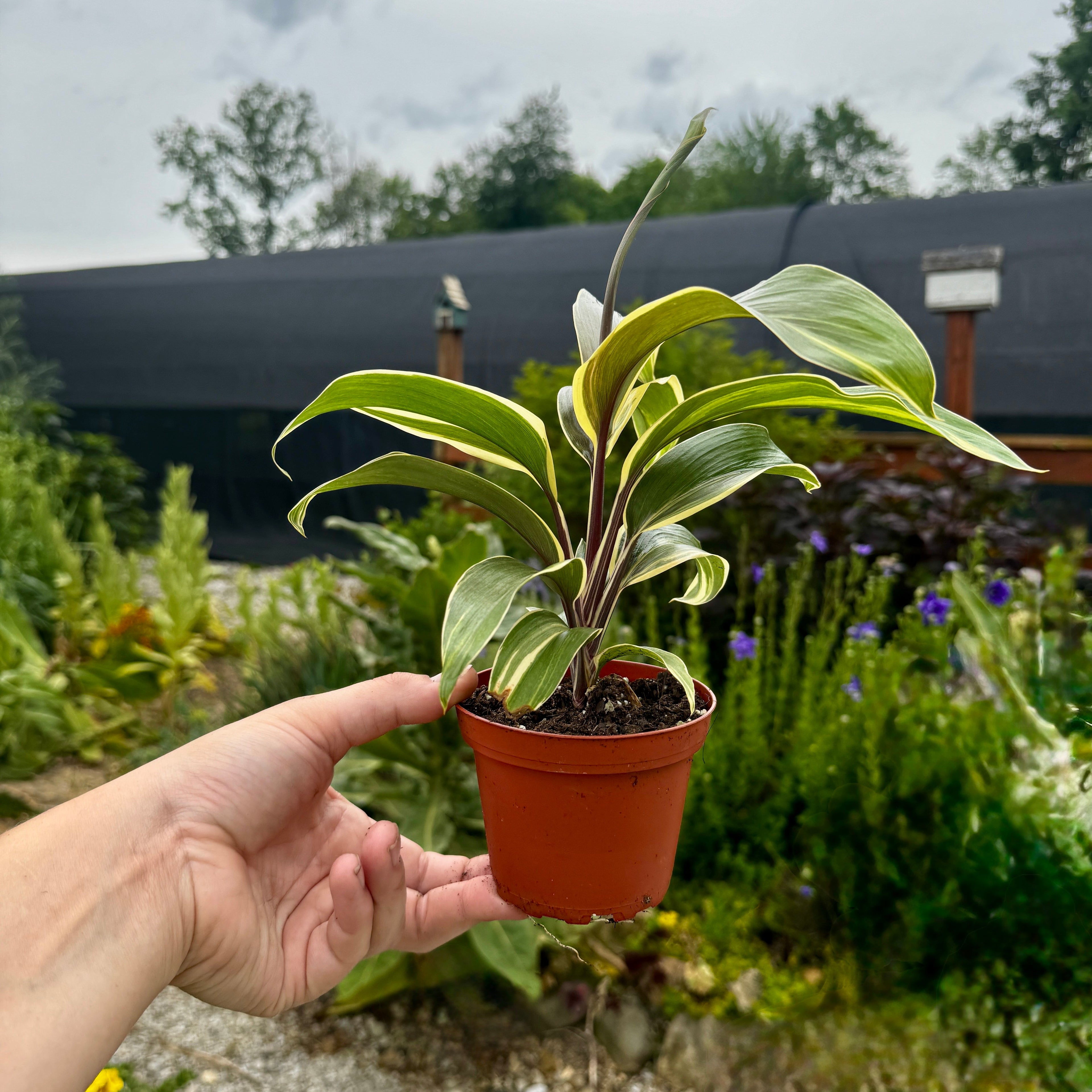 Ti Plant | Cordyline fruticosa 'Miss Andrea'