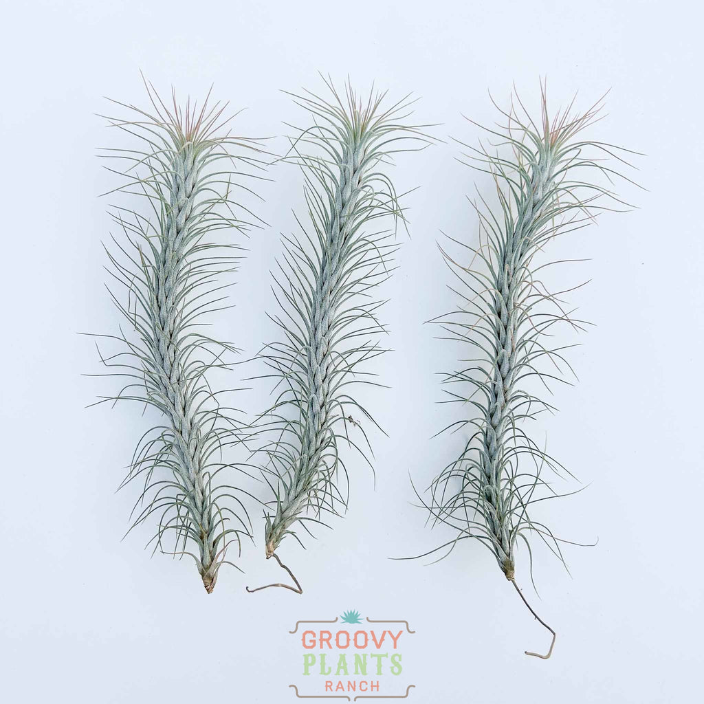 Trio of Tillandsia Funkiana 'Silver' 7-8"