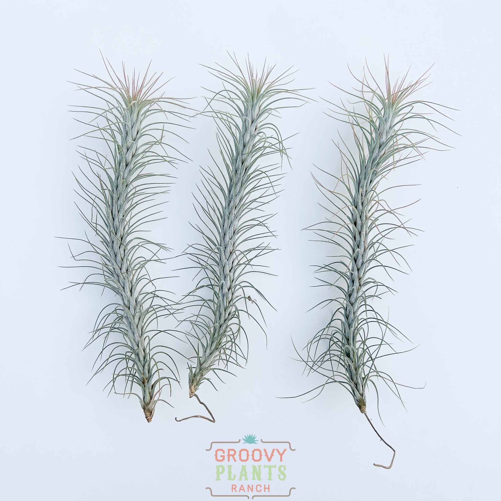 Trio of Tillandsia Funkiana 'Silver' 7-8"