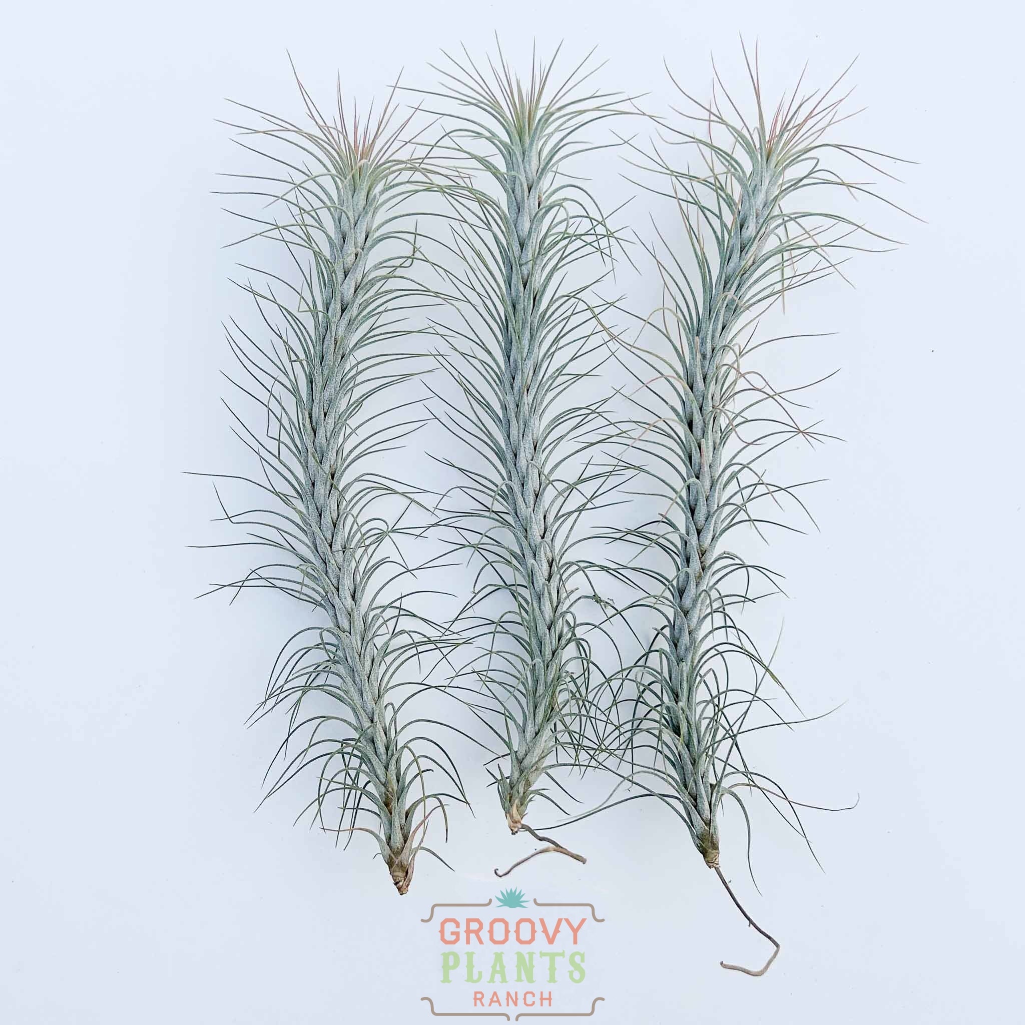 funkiana air plant Trio of Tillandsia Funkiana 'Silver' 7-8" – The Groovy Plants Ranch LLC