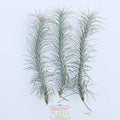 Trio of Tillandsia Funkiana 'Silver' 7-8"