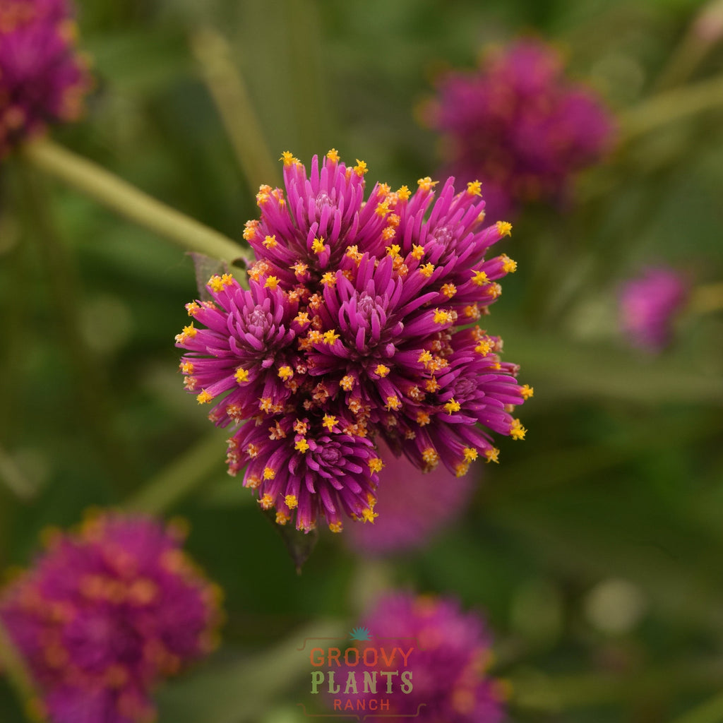Globe Amaranth 'Fireworks' ~ Trio of 3 Hefty Plants for Preorder