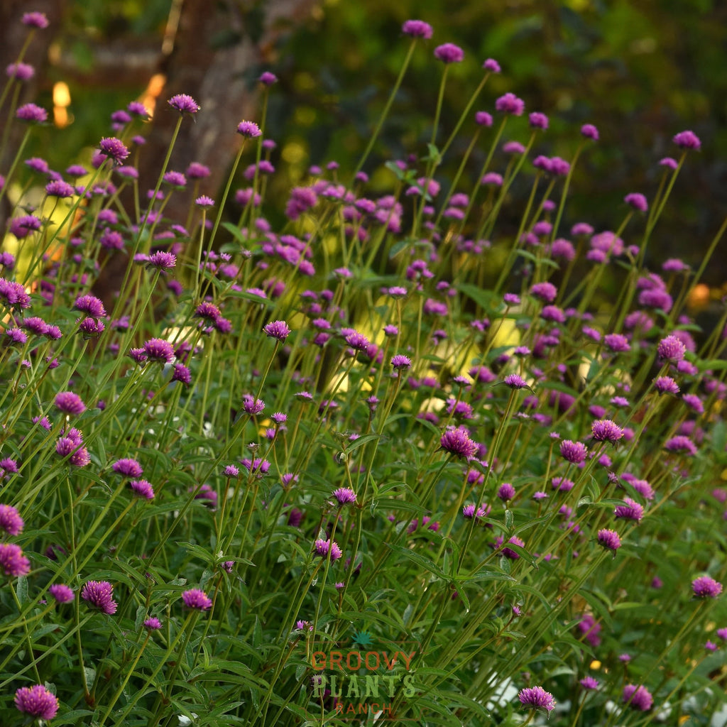 Globe Amaranth 'Fireworks' ~ Trio of 3 Hefty Plants for Preorder