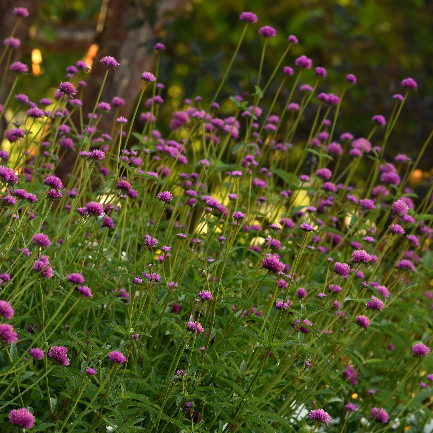 Globe Amaranth 'Fireworks' ~ Trio of 3 Hefty Plants for Preorder