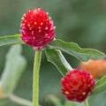 Globe Amaranth 'Hot Lava' ~ Trio of 3 Hefty Plants for Preorder