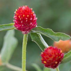 Globe Amaranth 'Hot Lava' ~ Trio of 3 Hefty Plants for Preorder