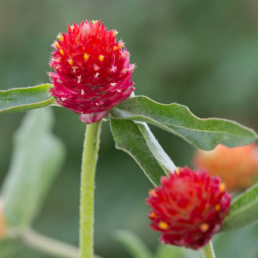Globe Amaranth 'Hot Lava' ~ Trio of 3 Hefty Plants for Preorder