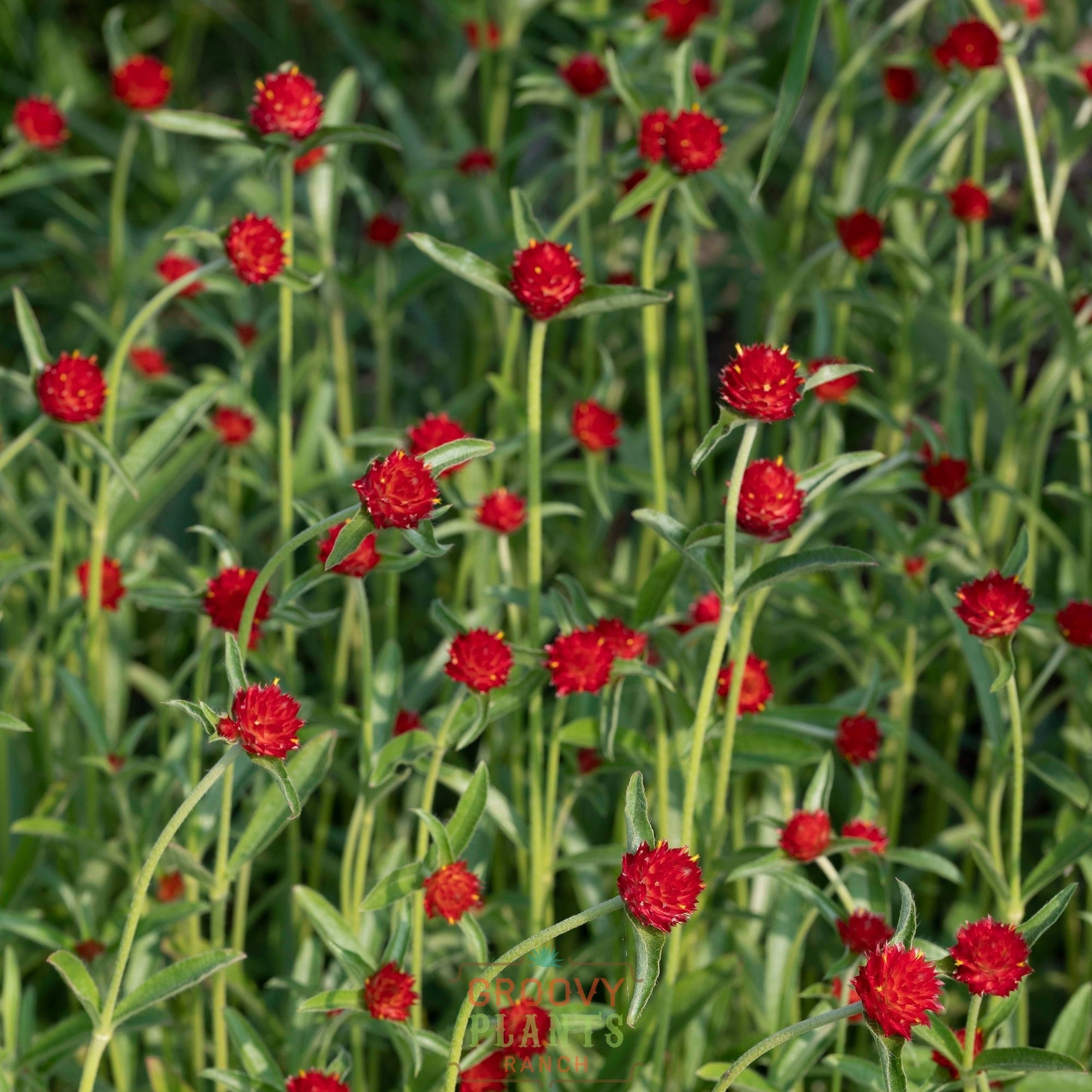 Globe Amaranth 'Hot Lava' ~ Trio of 3 Hefty Plants for Preorder