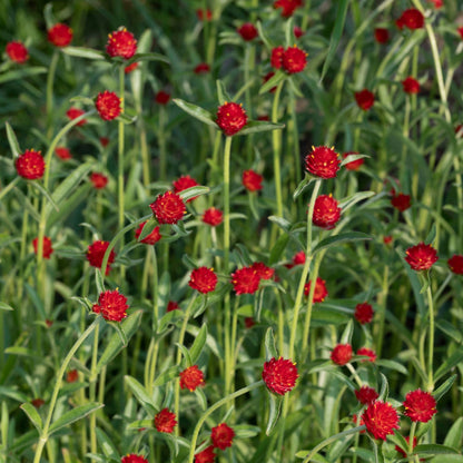 Globe Amaranth 'Hot Lava' ~ Trio of 3 Hefty Plants for Preorder