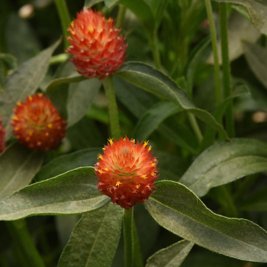 Globe Amaranth 'Everglow' ~ Trio of 3 Hefty Plants for Preorder