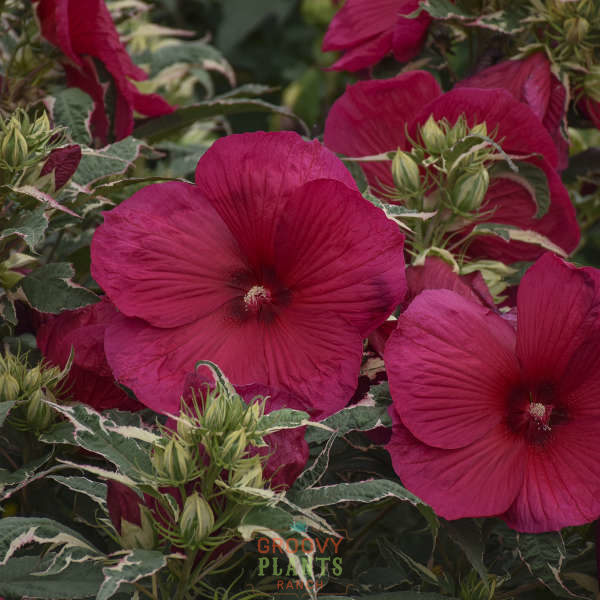 Hibiscus 'Summer Carnival' | Order Now, Pickup at The Ranch