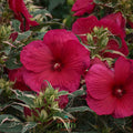 Hibiscus 'Summer Carnival' | Order Now, Pickup at The Ranch
