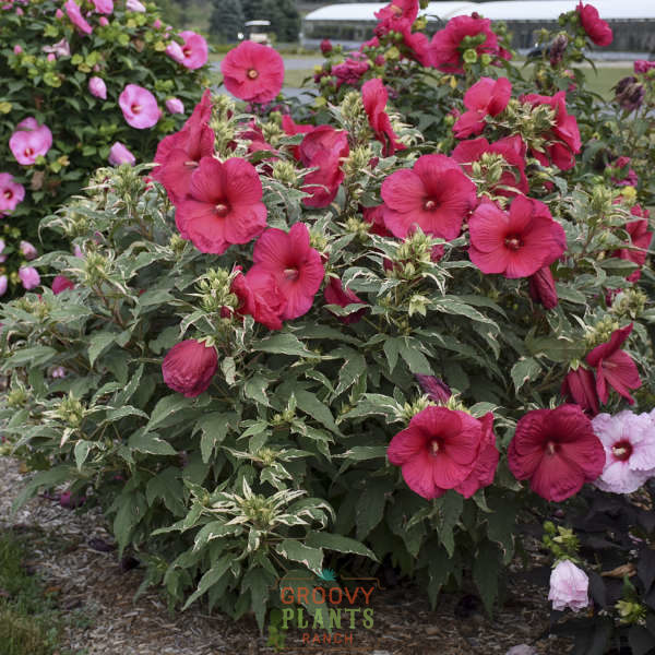 Hibiscus 'Summer Carnival' | Order Now, Pickup at The Ranch