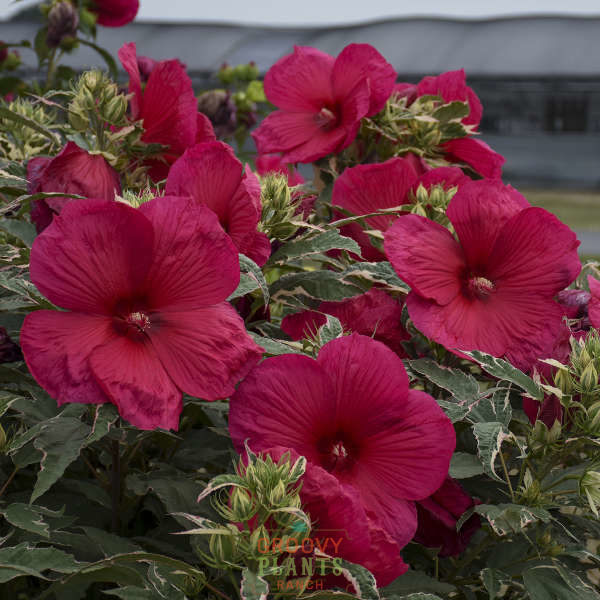Hibiscus 'Summer Carnival' | Order Now, Pickup at The Ranch