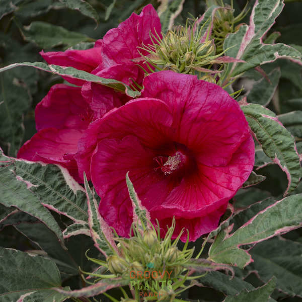 Hibiscus 'Summer Carnival' | Order Now, Pickup at The Ranch