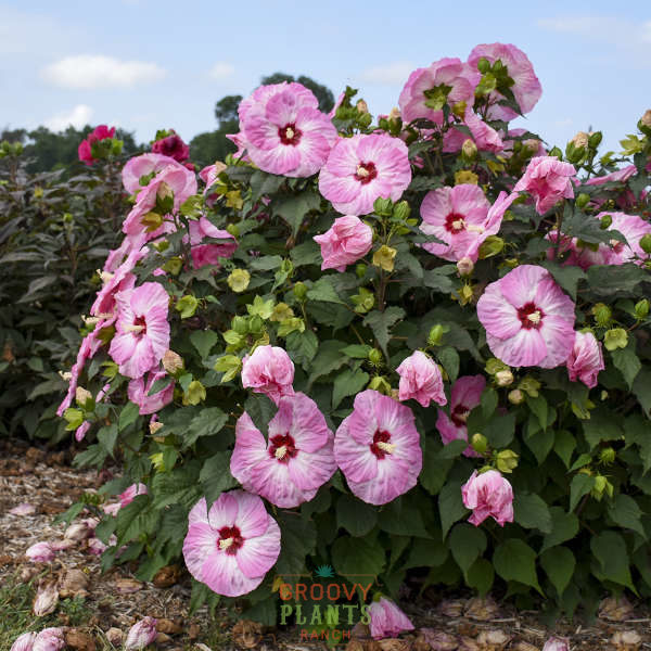 Hibiscus Summerific® 'Spinderella'