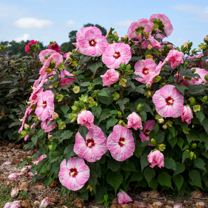 Hibiscus Summerific 'Spinderella' | Order Now, Pickup at The Ranch