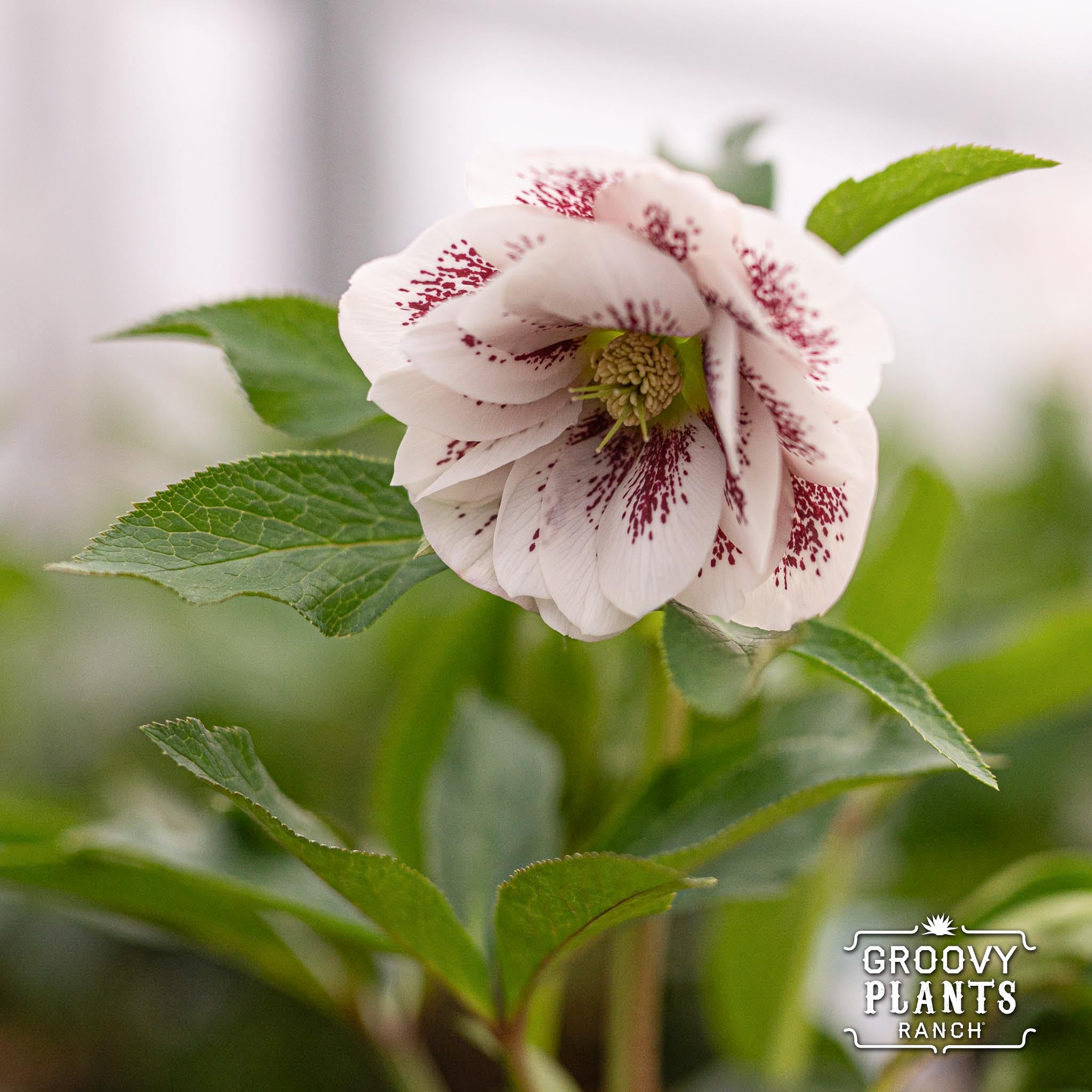 Helleborus Wedding Party® ‘Confetti Cake’
