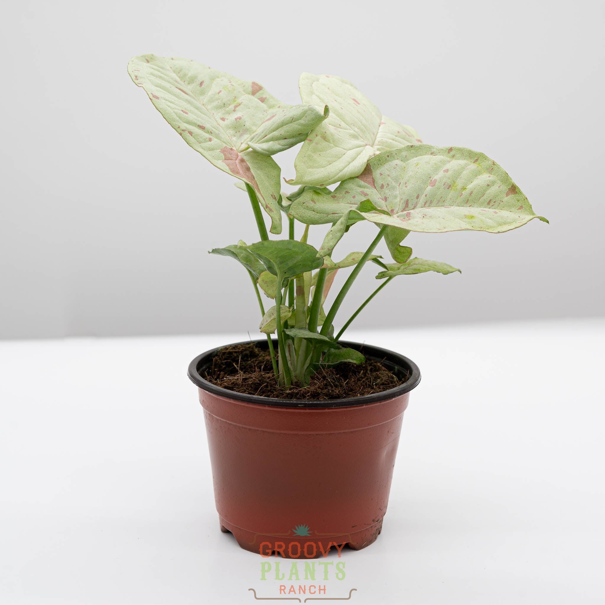 anthurium pizzazz Syngonium 'Milk Confetti' – The Groovy Plants Ranch LLC