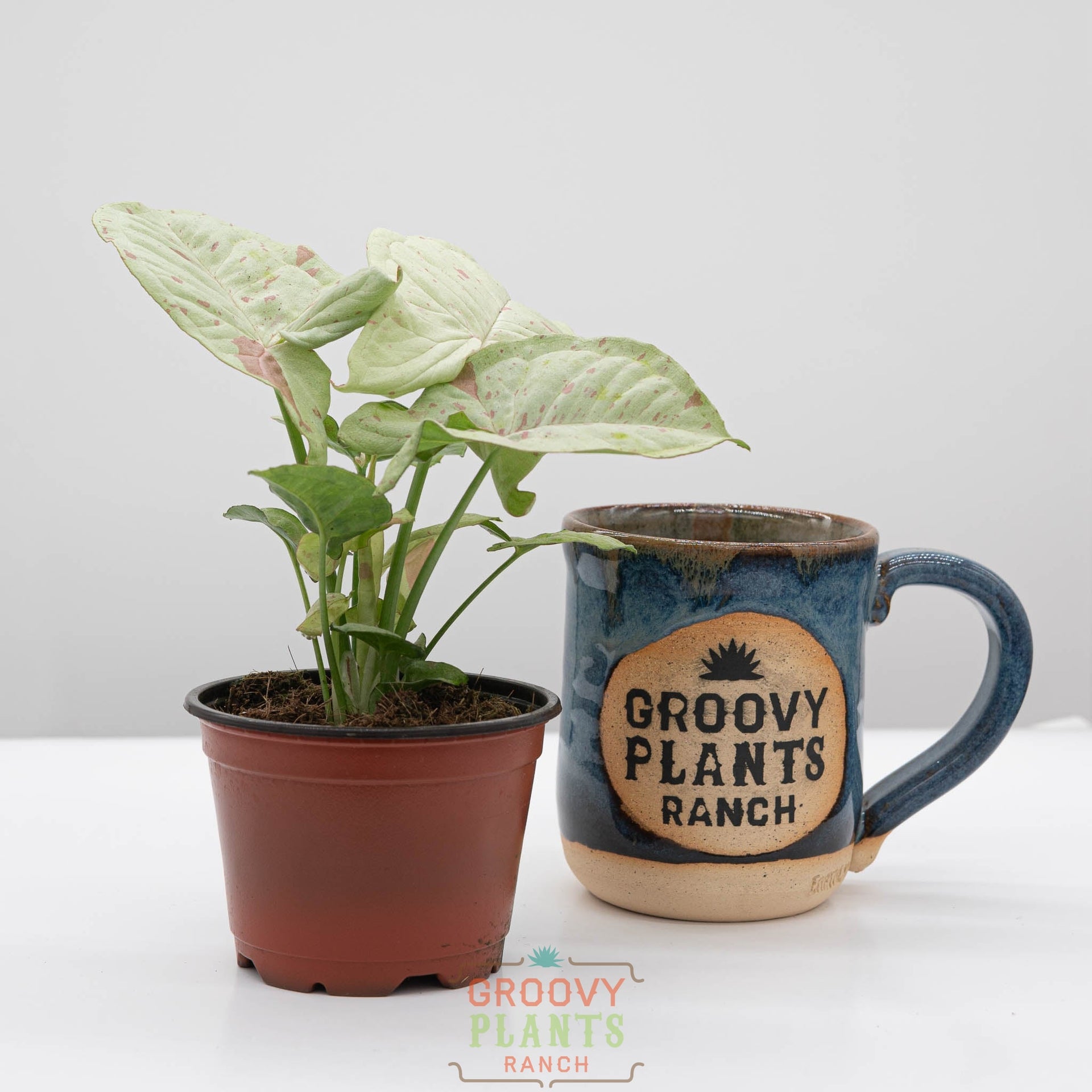 milk for indoor plants Syngonium 'Milk Confetti' – The Groovy Plants Ranch LLC
