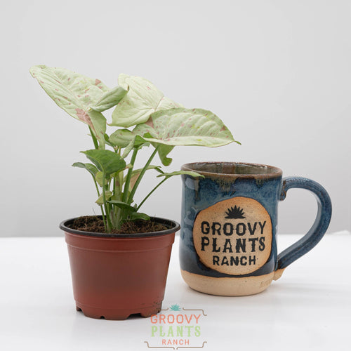 which plants like milk for indoor plants Syngonium 'Milk Confetti' – The Groovy Plants Ranch LLC