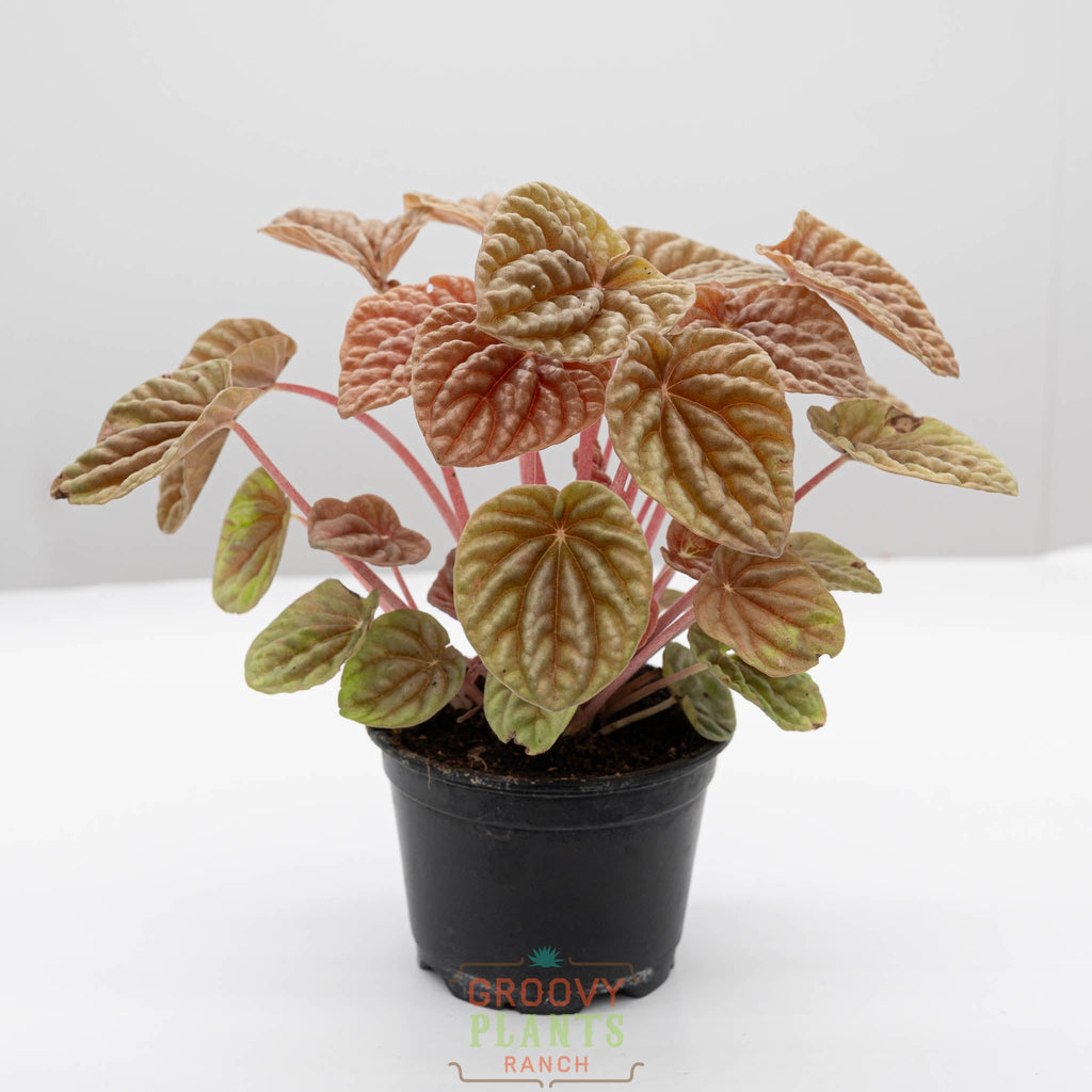 Peperomia 'Quito'