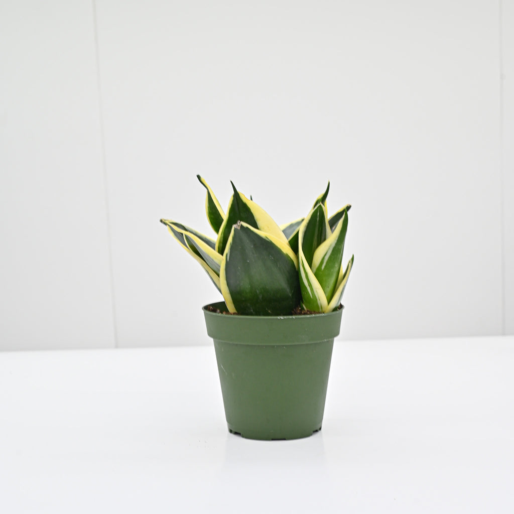 Snake Plant | Sansevieria 'Jade Pagoda Hahnii'