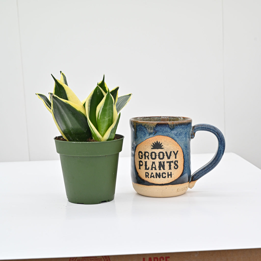 Snake Plant | Sansevieria 'Jade Pagoda Hahnii'