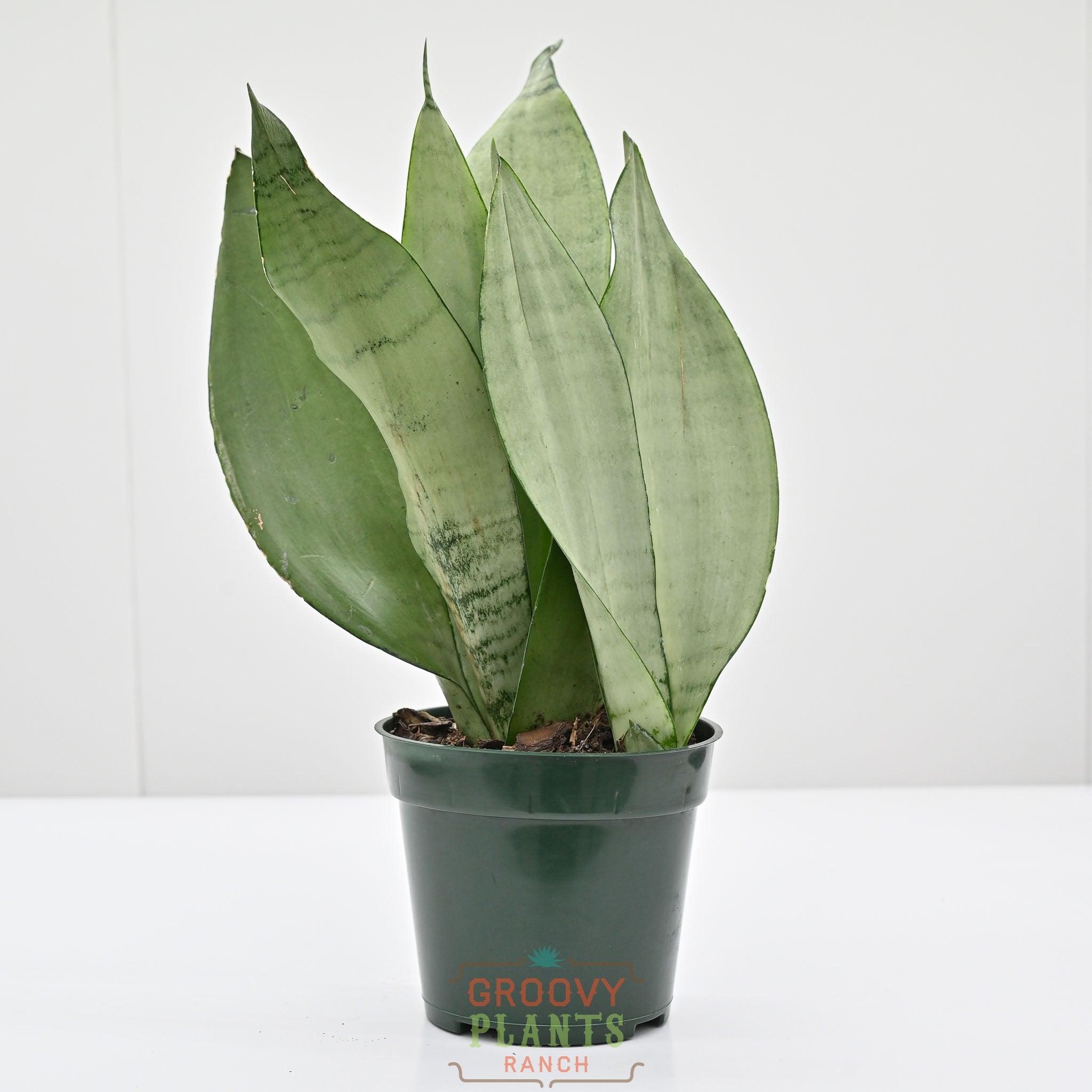 Snake Plant | Sansevieria 'moonlight'